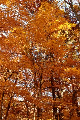Tall Fall