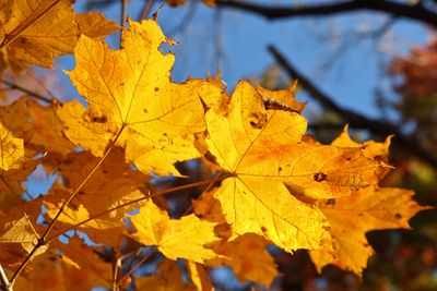 Collapsed Chlorophyll 