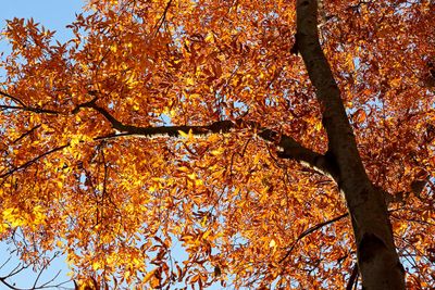 October Delight