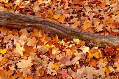 Path of Leaf Resistance