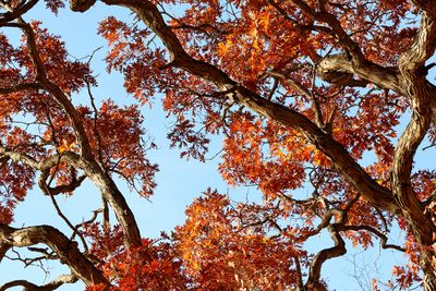 Between Oaks