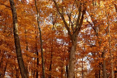 October Forest