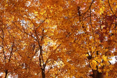 Maple Topping