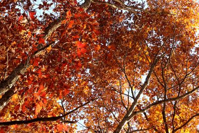Color in the Canopy