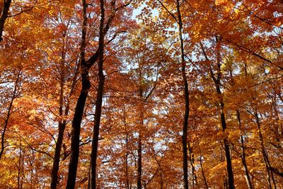 Fall Stand