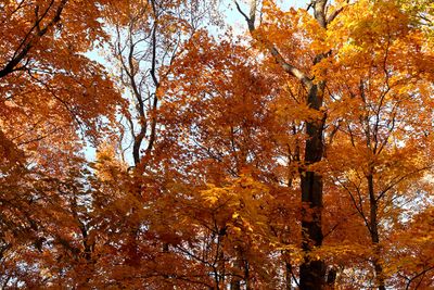Orange Afternoon