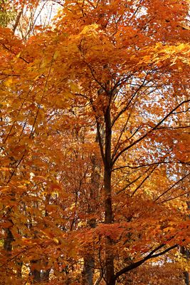 Fall on Either Side
