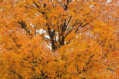 Loaded with Leaves