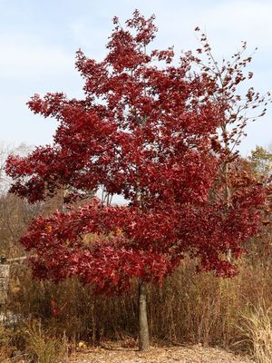 Oak in October