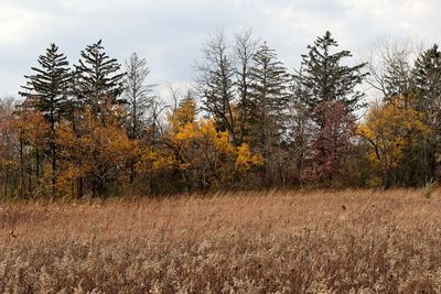 Fall in Front