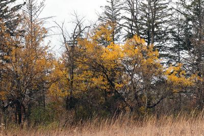 Gold and Green