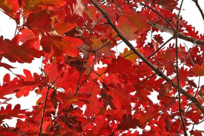 Red October