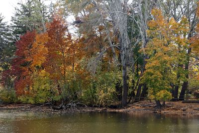 Autumn Pond