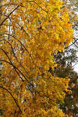 Was Green, Now Gold