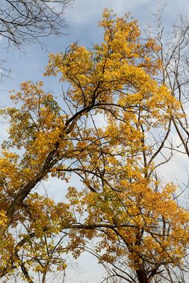 Autumn Gold