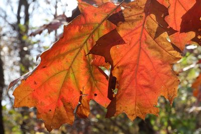 October Oak 