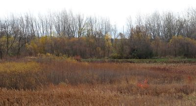 Fall Field