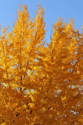 Golden Ginko