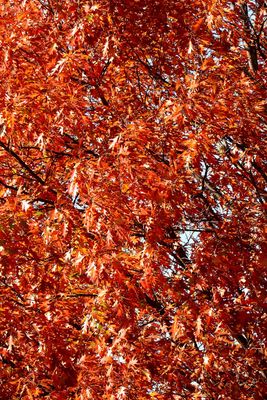 Leaf Block