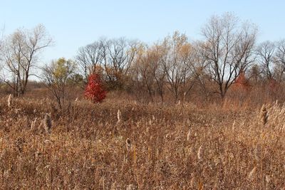 Prairie Fall