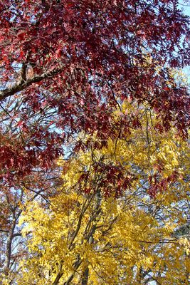 Overlapping Color