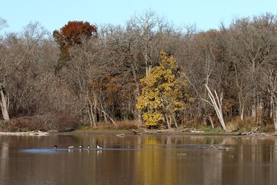 Lost Leaves