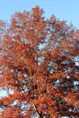 Full Tree