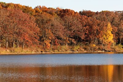 Autumn Shore