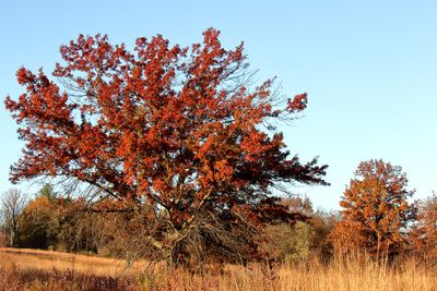November Autumn