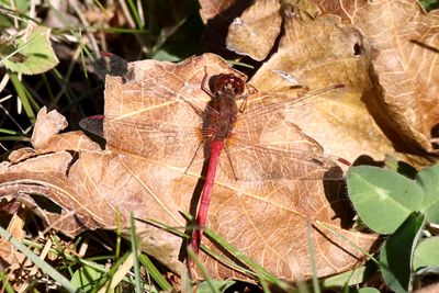 November Dragonfly