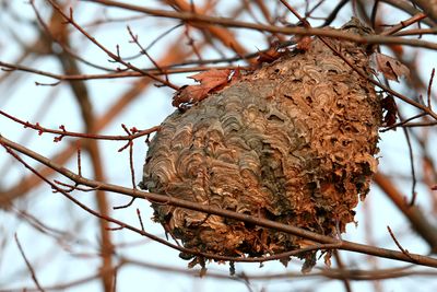 Bug House