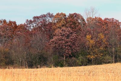 Full of Fall