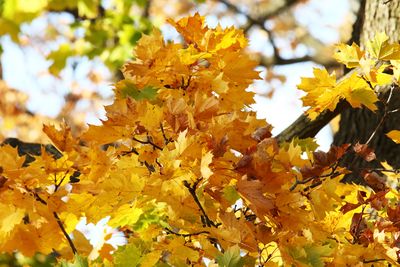 Fall Maple Leaves