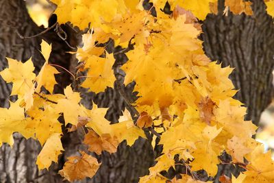 Tinted by Autumn