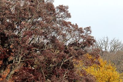Brown and Gold