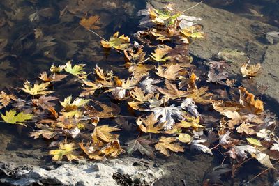 Fall Flowage