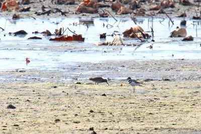 Working the Wetland