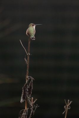 Western Visitor