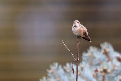 Sitting on a Stick
