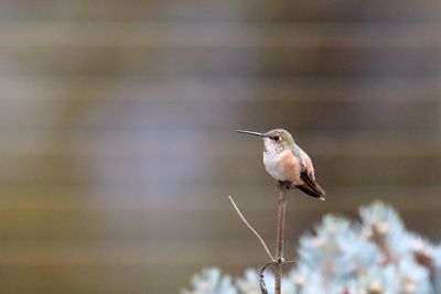 Reddish-Brown Bird