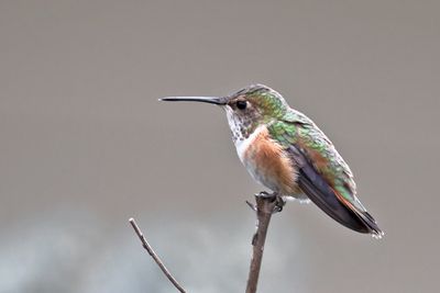 Perched Pretty