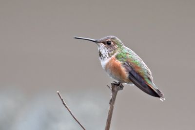 Little Hummer