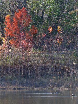 Pickerel Color