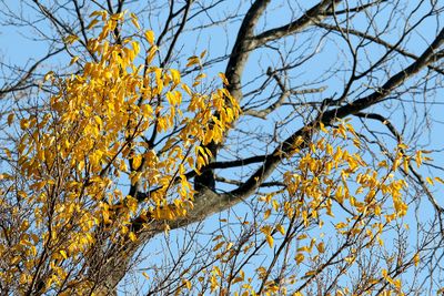 Last Leaves