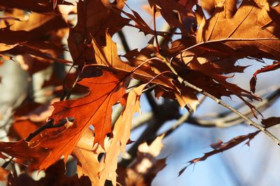 November Oak