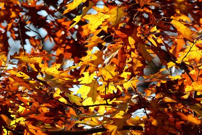 Fall Oak Color