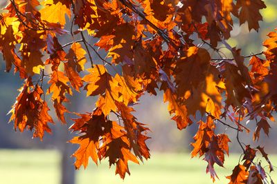 In November's Light