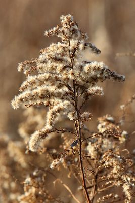 Golden Goldenrod