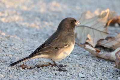 Harbinger of Winter