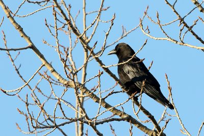 Casing Crow